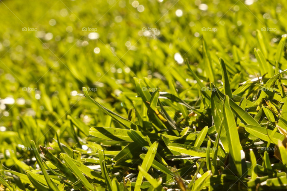 green field garden grass by Sequoia
