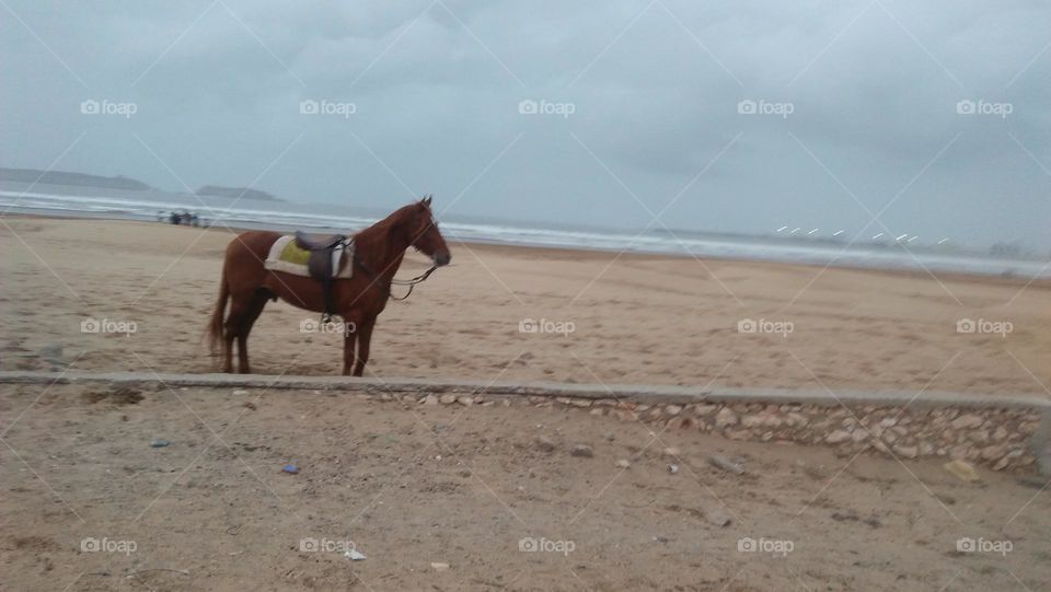 brown horse standing on sand near the beach.