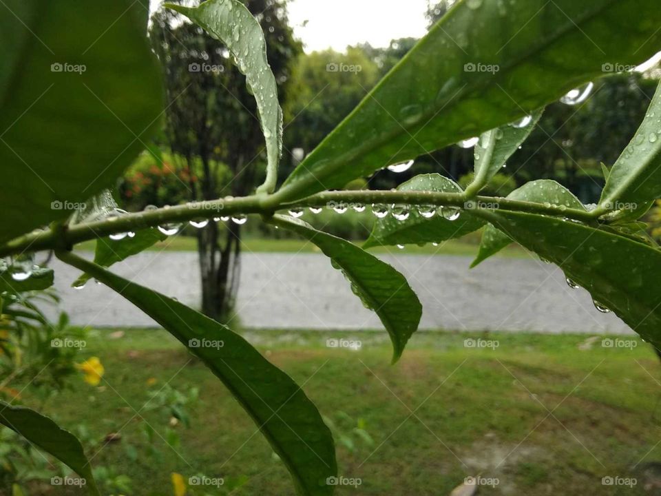 green leaves in the garden water drops