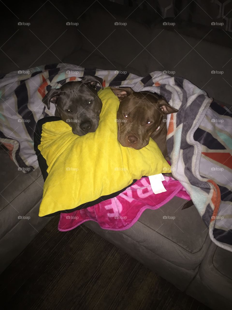 Snuggled up for a nap! 