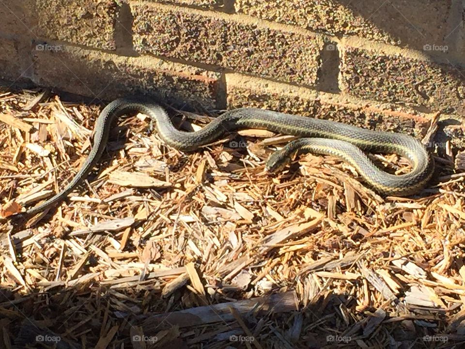 Snake warming in the spring sun