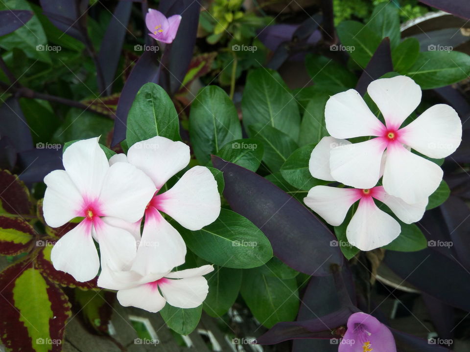 Flower, Nature, Garden, Flora, Tropical