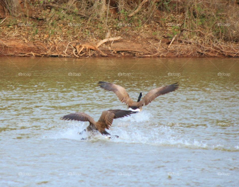 Geese in flight 