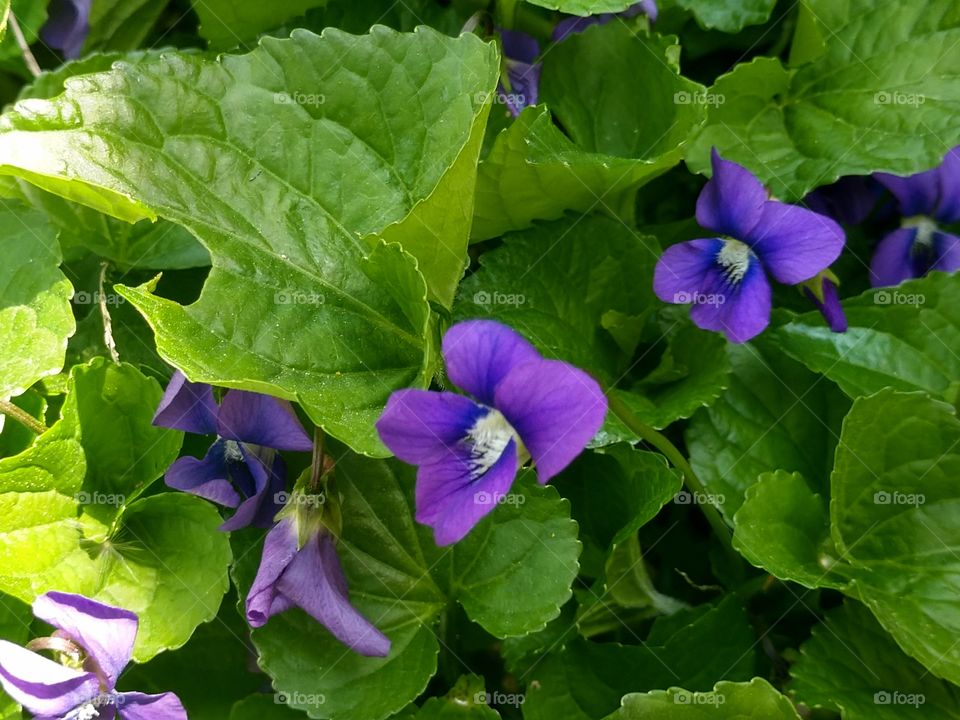 Violets