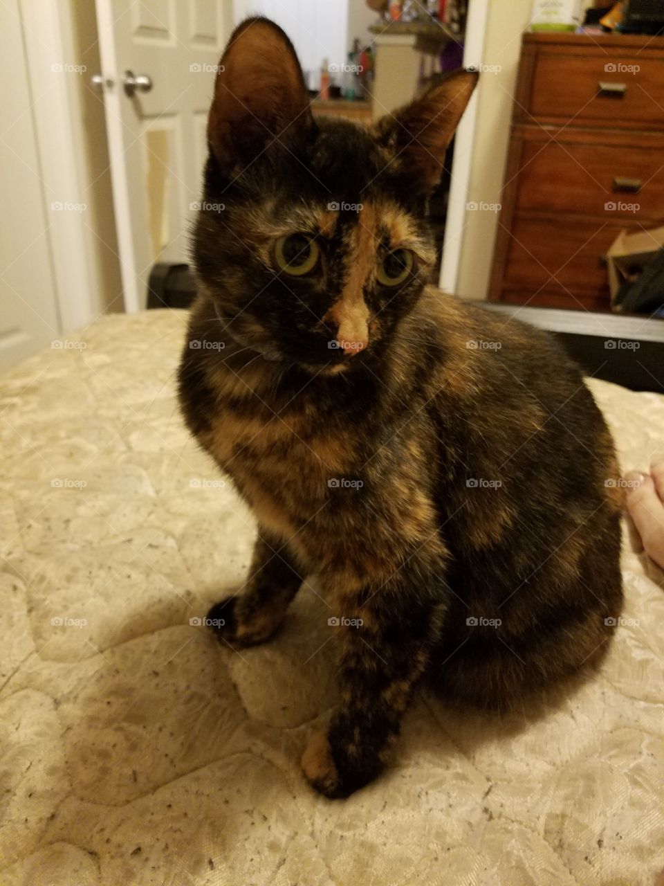 My tortoise shell kitty Circe.  She is adorable, and a huge spaz!
