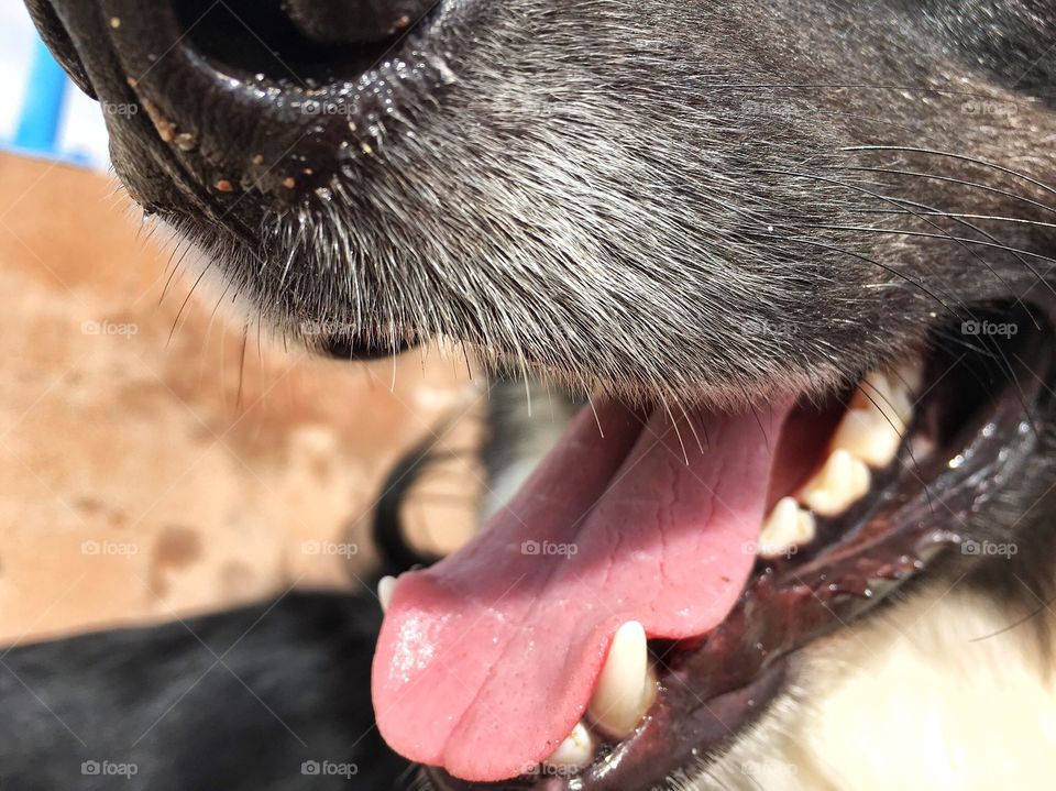 A closeup macro image of a happy dog's nose, mouth, about, border collie sheep dog