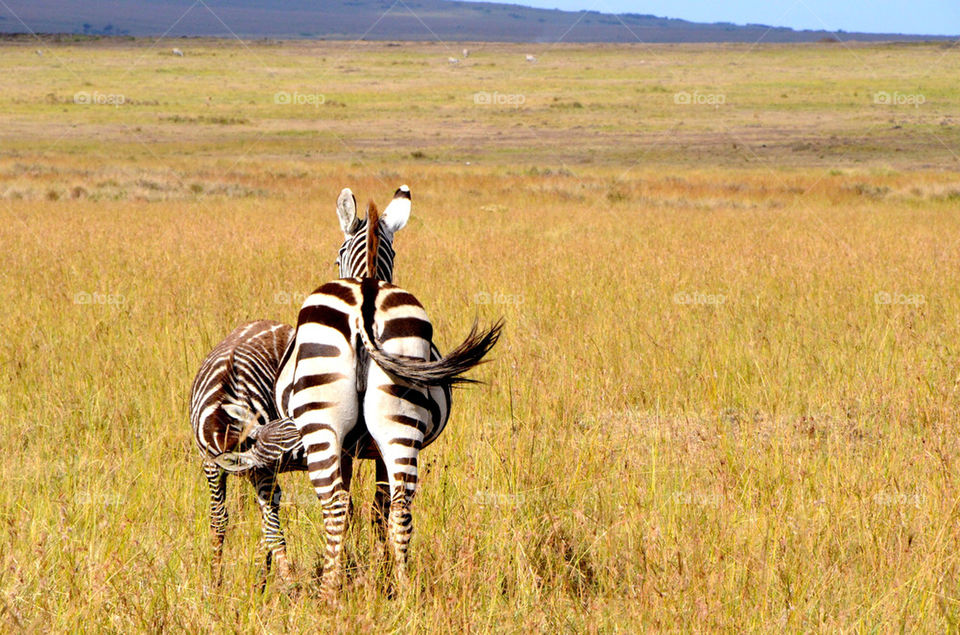 animals scenery zebra kenya by hunter_dude99