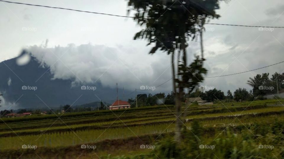 Rice field and mountain views