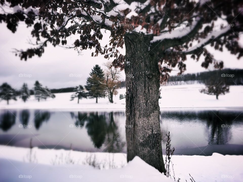 Snow, Winter, Tree, Landscape, No Person