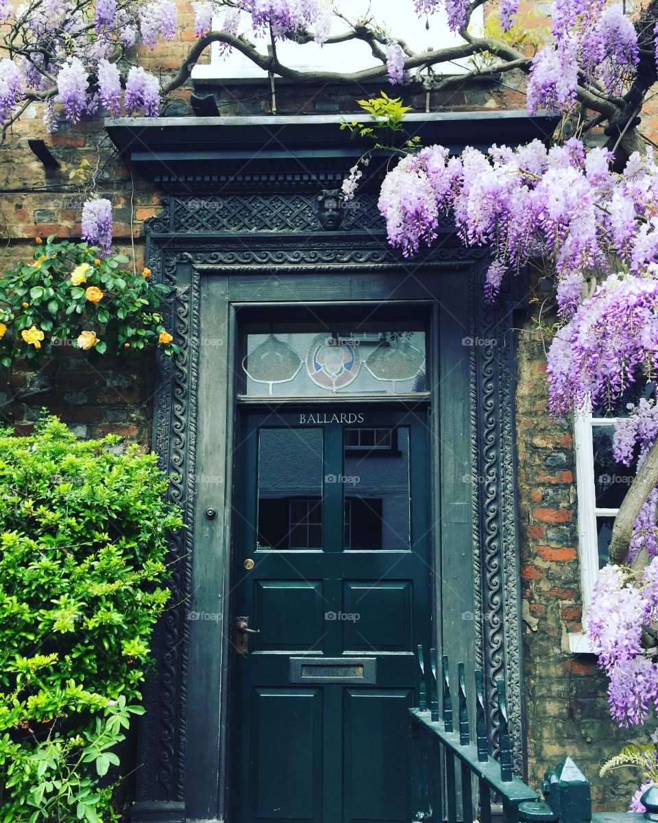 Door in Eton covered in wisteria 