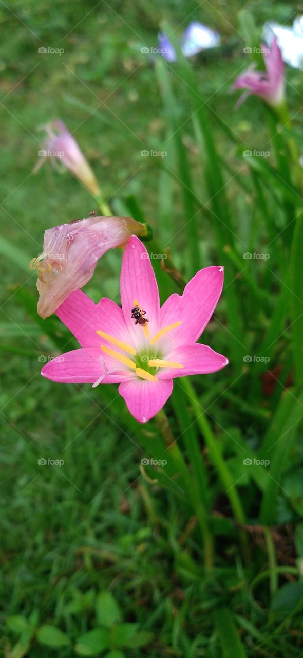 Zephyranthes minuta is a tuber-forming perennial with glossy green leaves up to 7 mm wide. Flowers in wild specimens are usually red