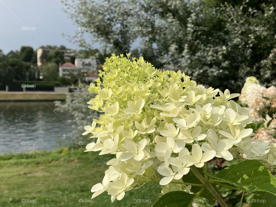 White hydrangeas between buds and flowers on riverside 