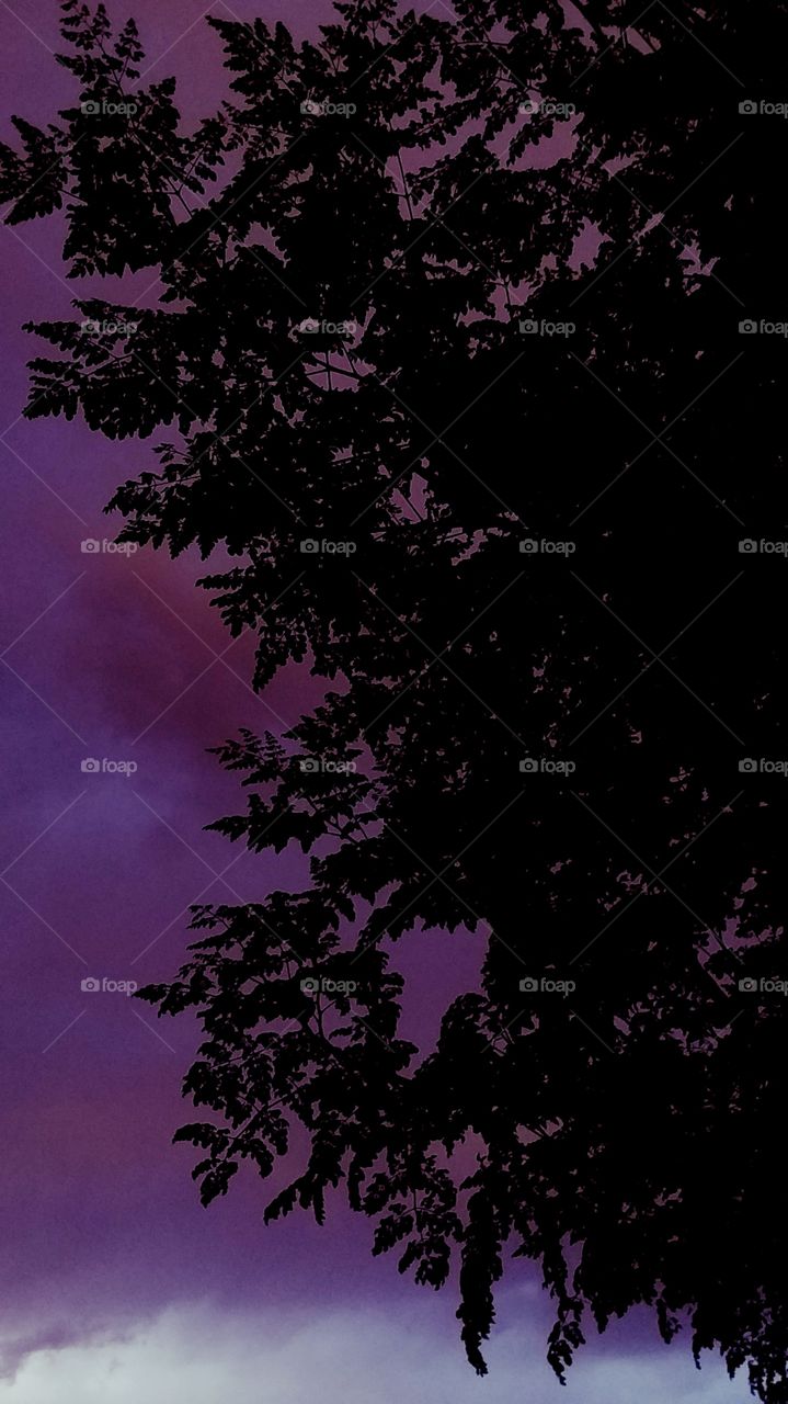 As the Evening Set , from the Storms, a Calming Purple GAVE Background for the Tree Silluoute  Blessed I was to Capture