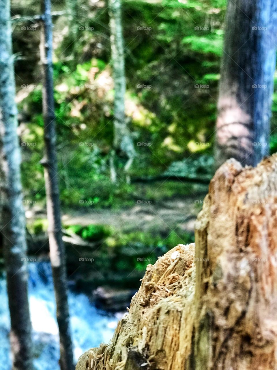 Nature is beautiful, nature is essential to our peace, for it is our home. It is our sanctuary. 