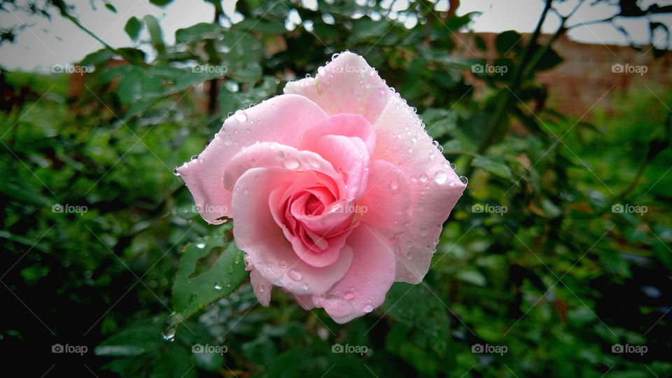 The faint pink coloured beautiful Rose flower having smallest water droplets on petals and it's green foliage.Beauty of rose in rainy season.