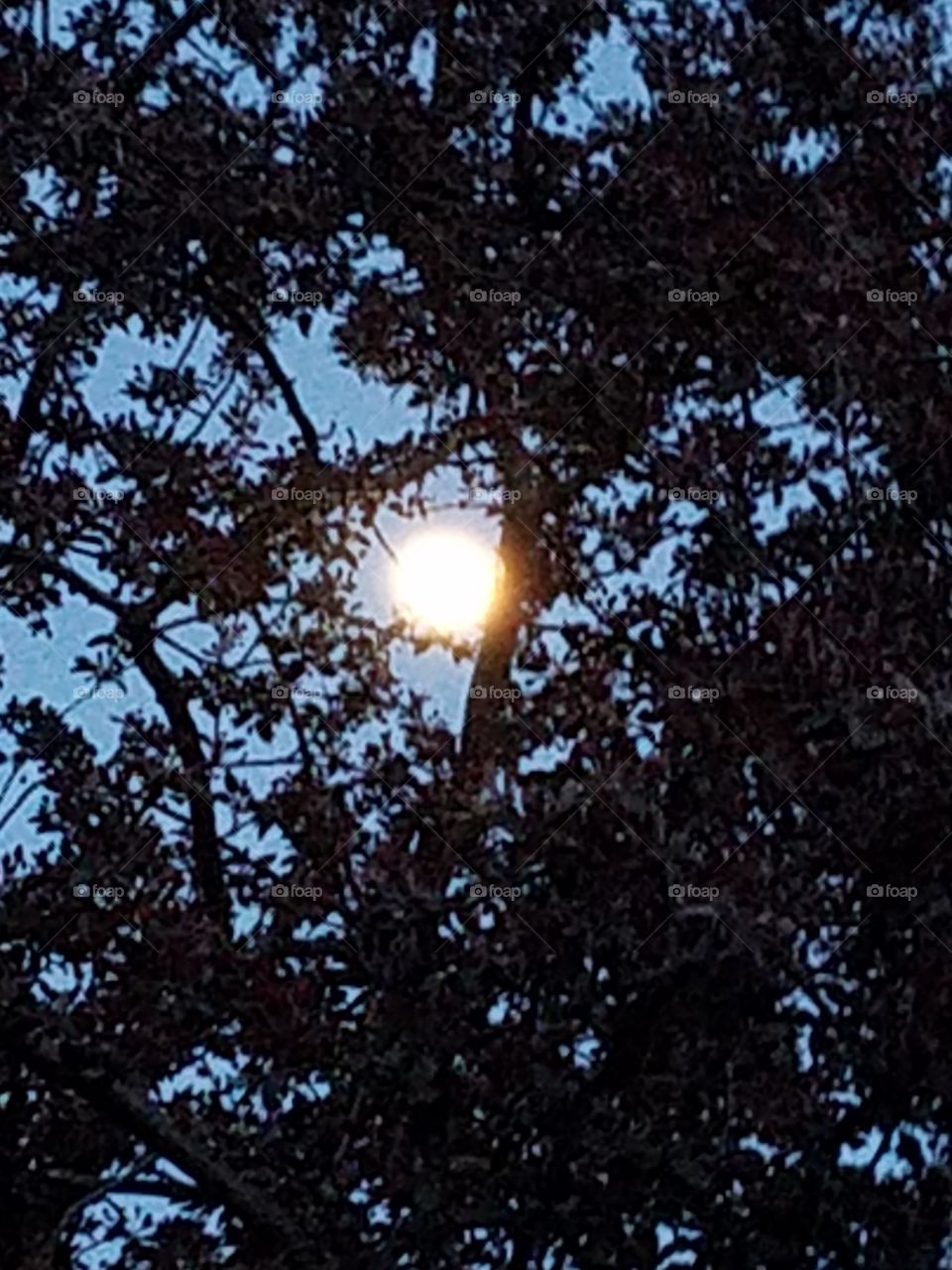 The  Moon and Crab Apple Tree