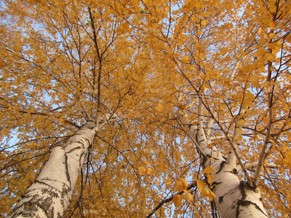 Golden autumn