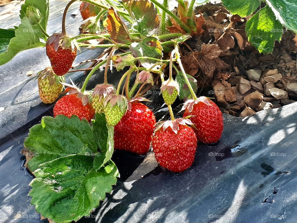 Big strawberries slowly ripen