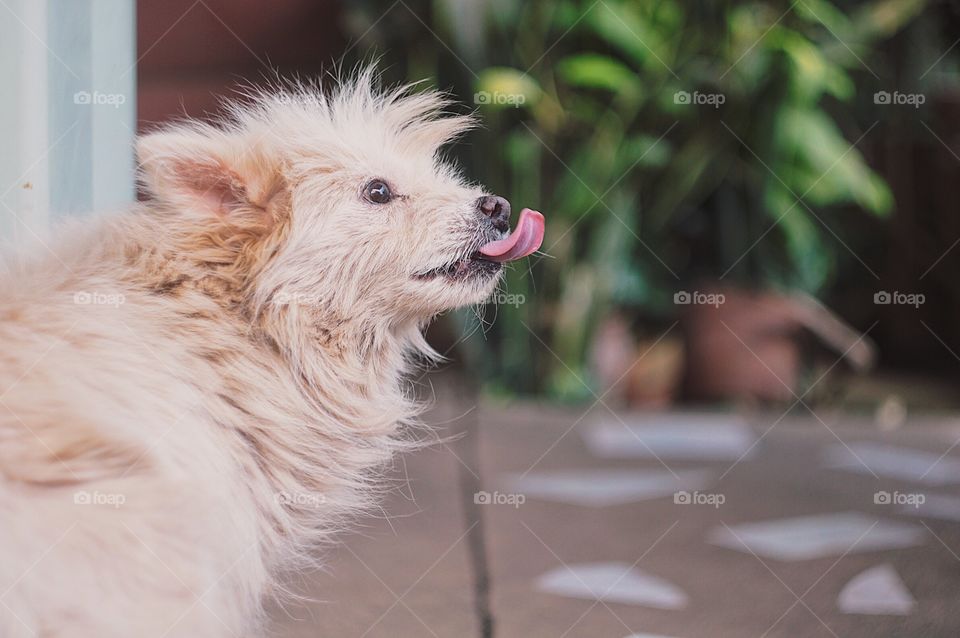 My dog named Comet, with his tongue sticking out.