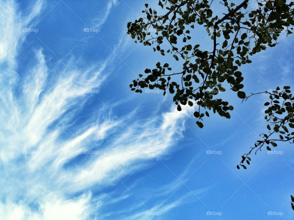 sky blue clouds leaves by tjduncan77