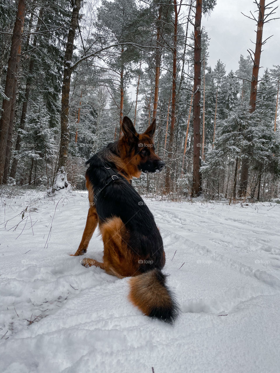 German shepherd dog in winter forest