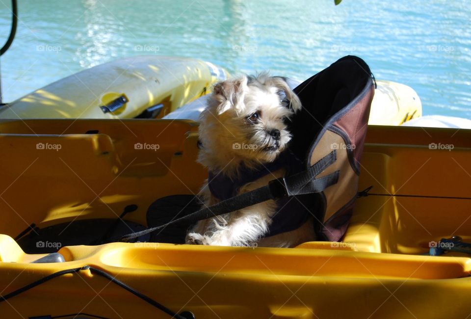 Dog riding in Kayak