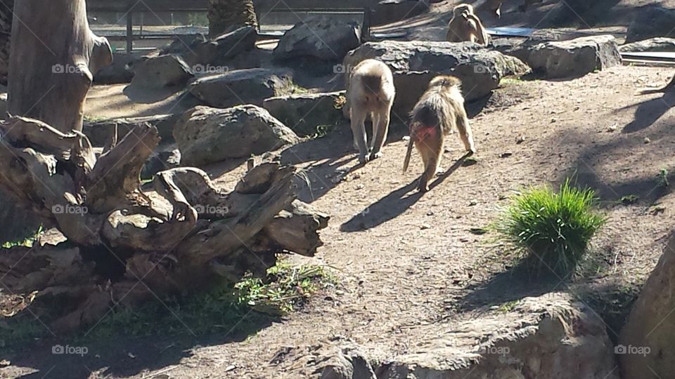 monkey butt. A day out at the Melbourne Zoo