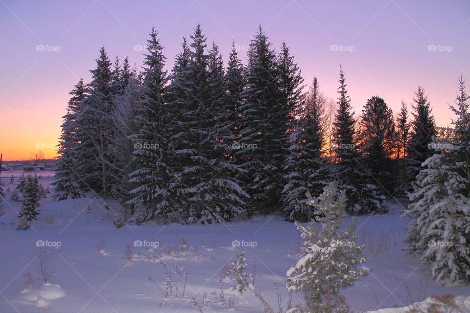 colourful sunrise in the wood in the winter