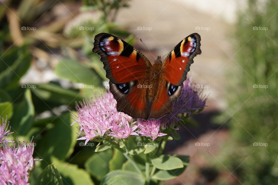 butterfly on a flower moving wings