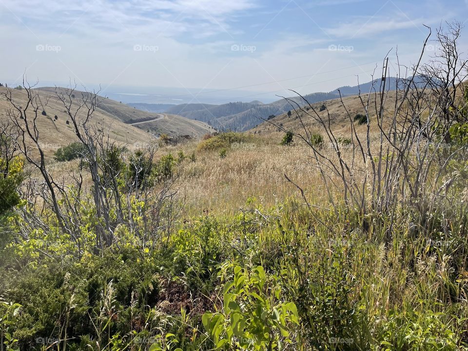 Mountain Brush