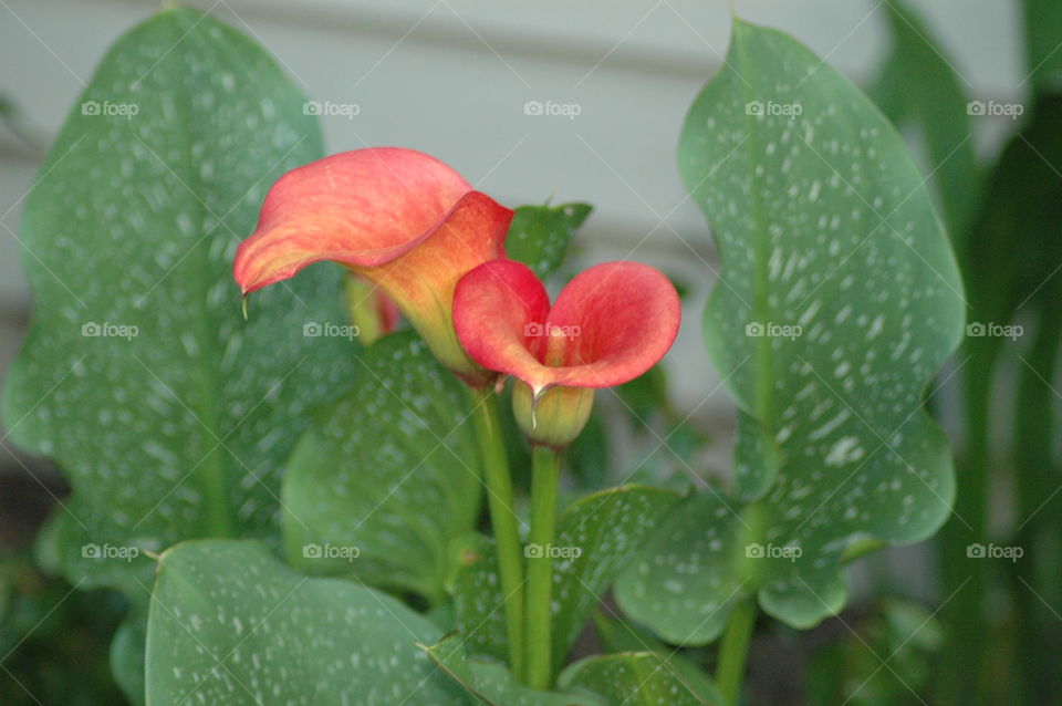calla lily