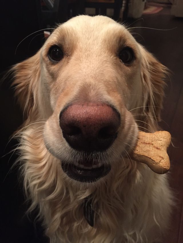 Share my Milk-bone Dog Biscuit?