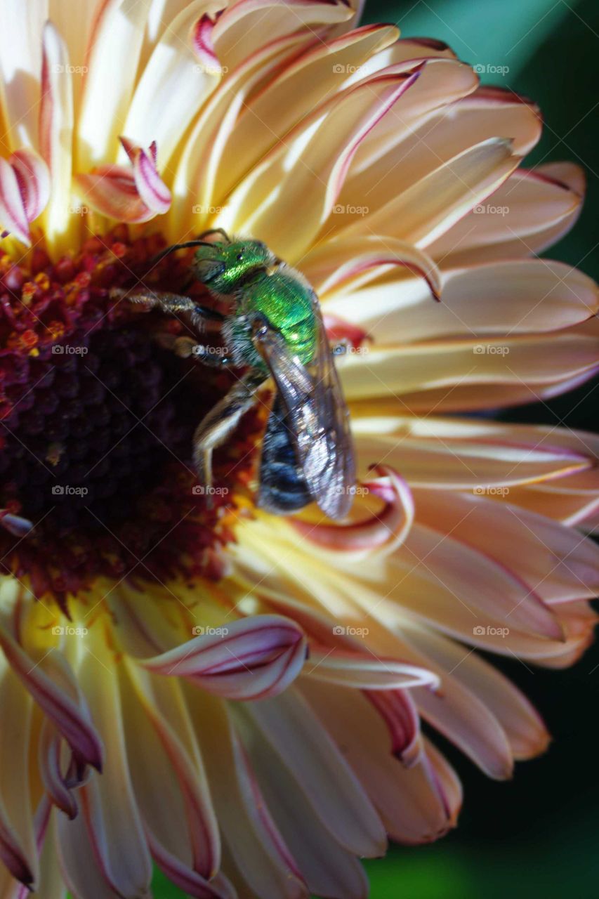Shiny bee on flower