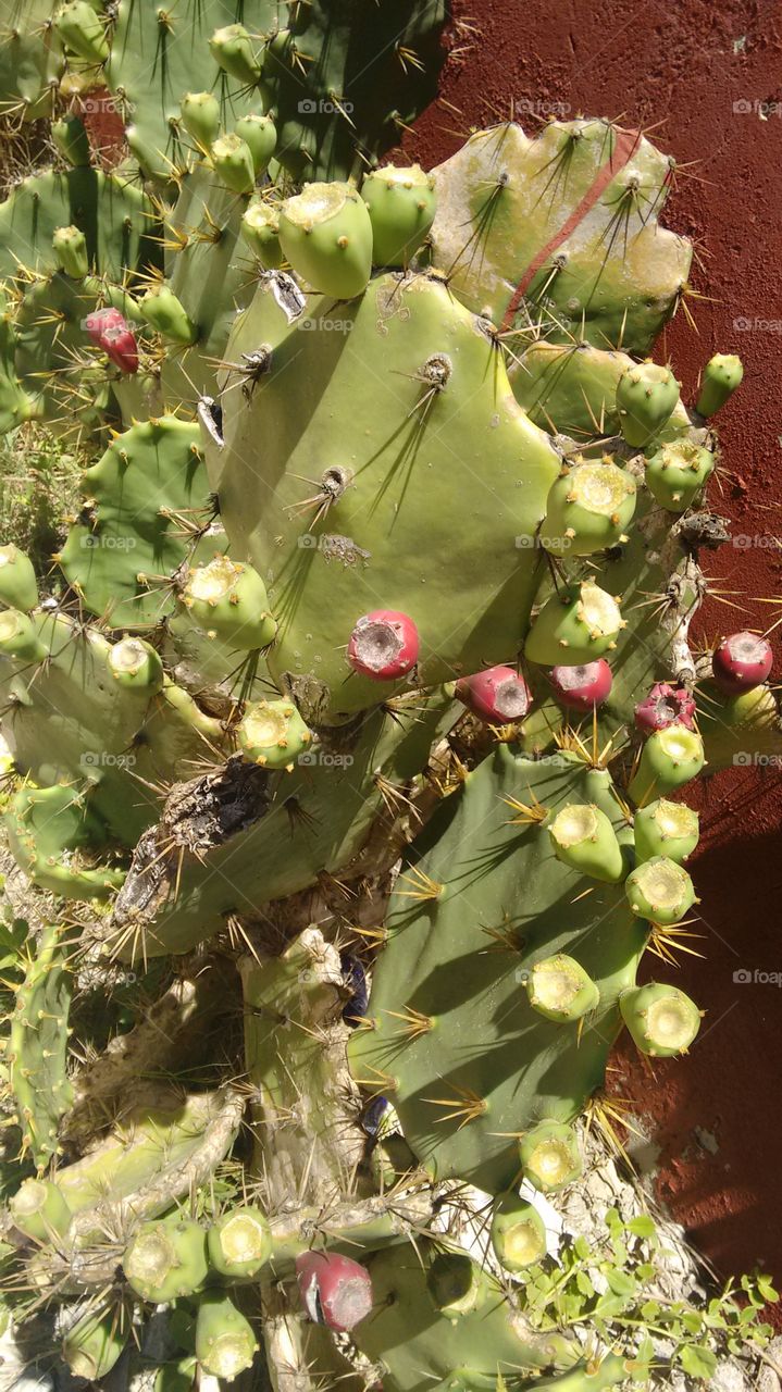 fruto de cactus na p