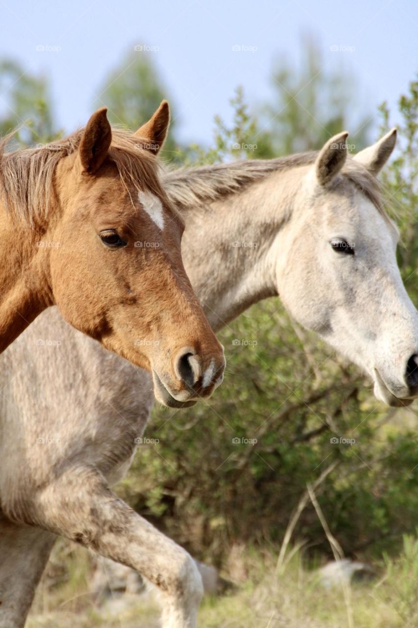 Two horses from the farm in Grahamstown 