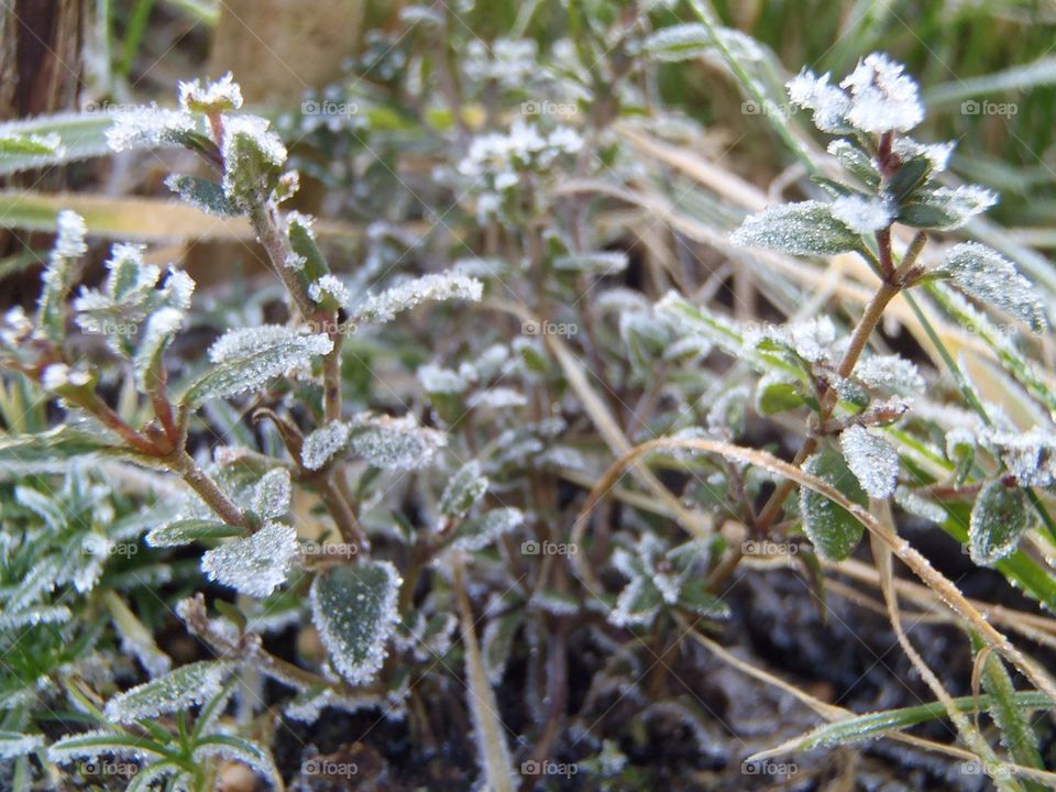 Winters thyme 