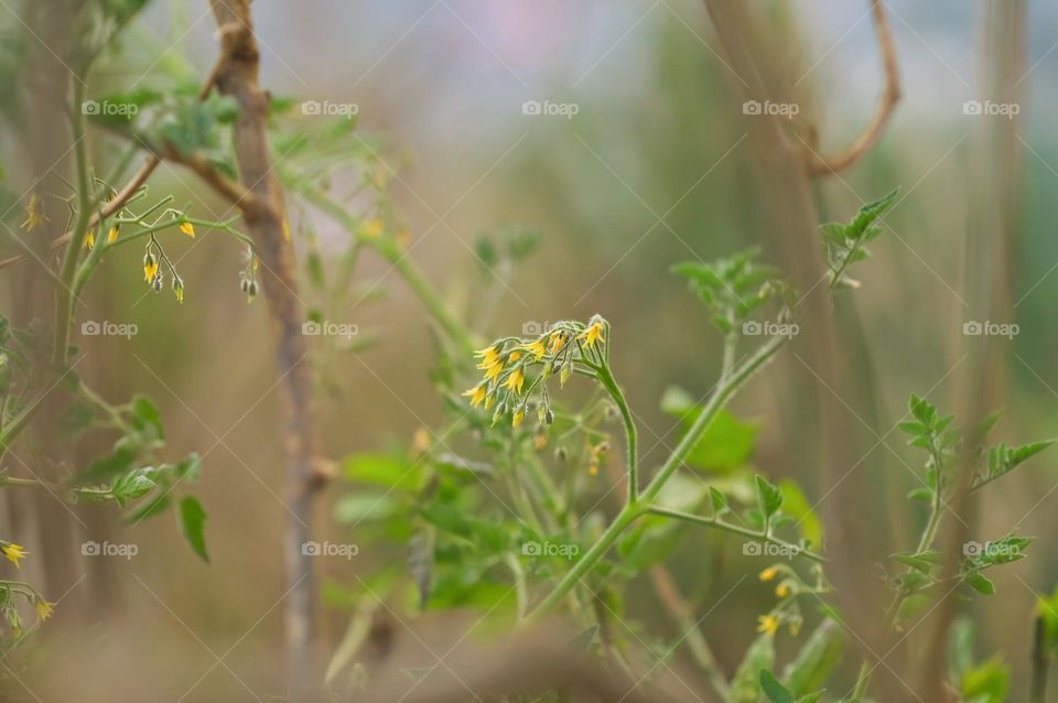 Capturing the beginning of new life during spring season. The vibrant yellow colour flowers of cherry tomatoes.