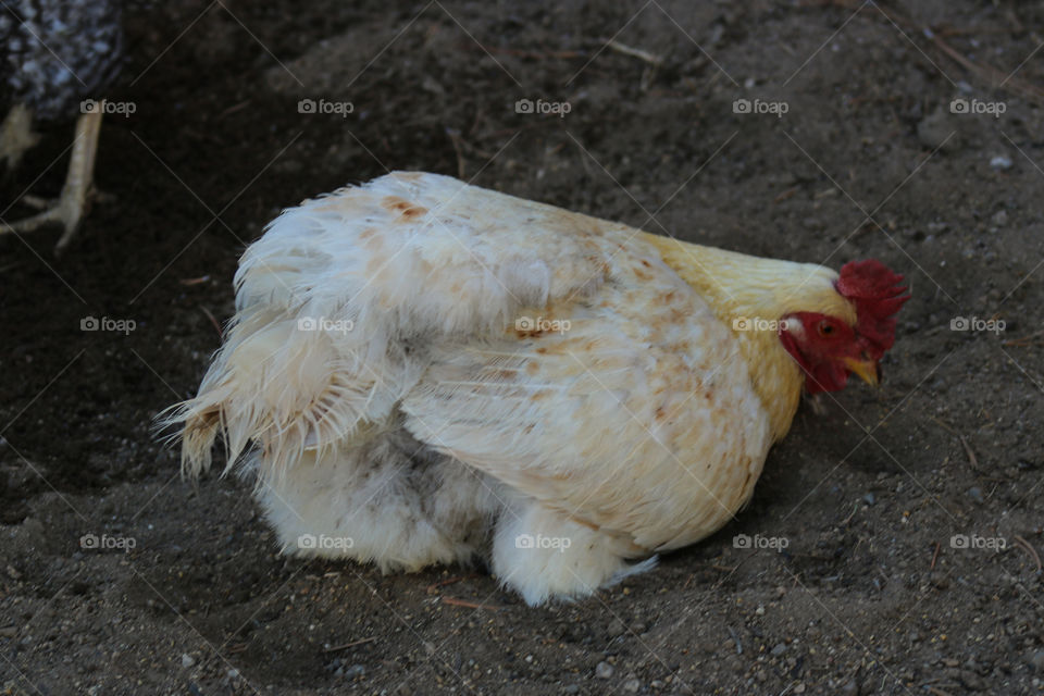 Chicken dust bathing