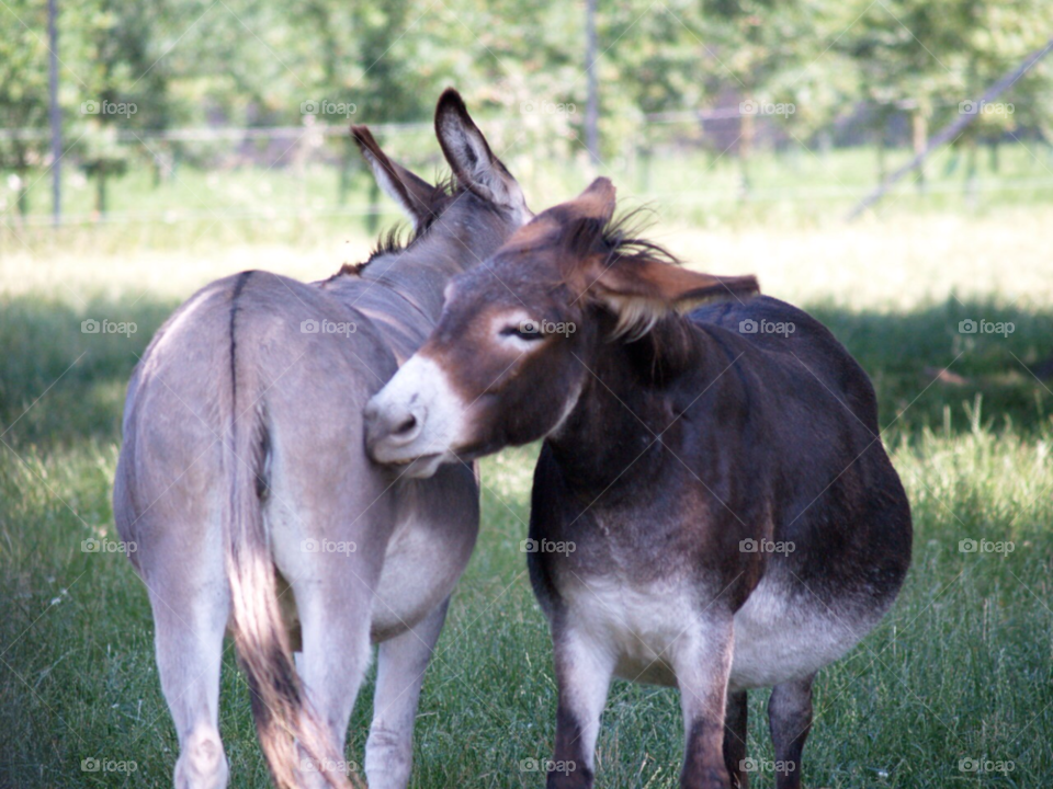danmark donkeys åsnor hug by kalubro