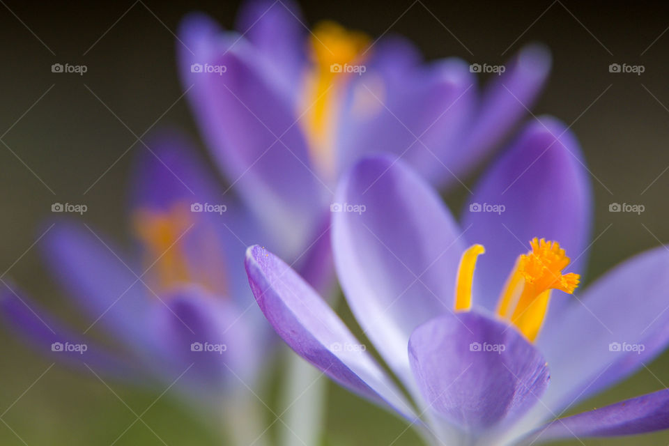 Purple crocus - a splash of spring colors