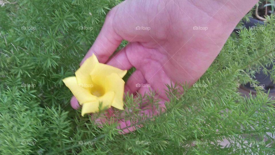 Beautiful yellow flower in my hand.