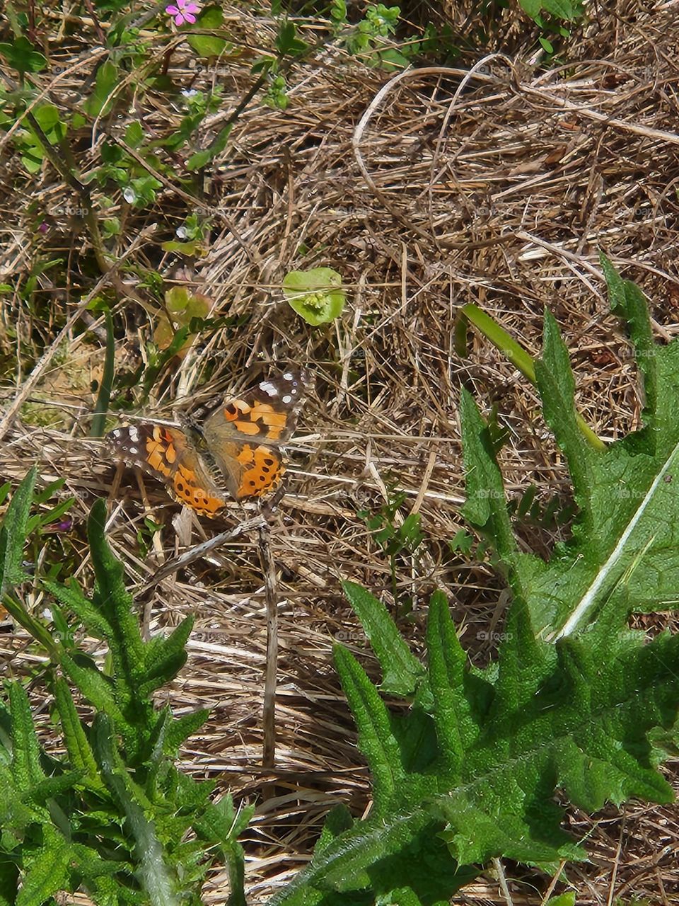 colorful butterfly resting in Oregon Forest setting