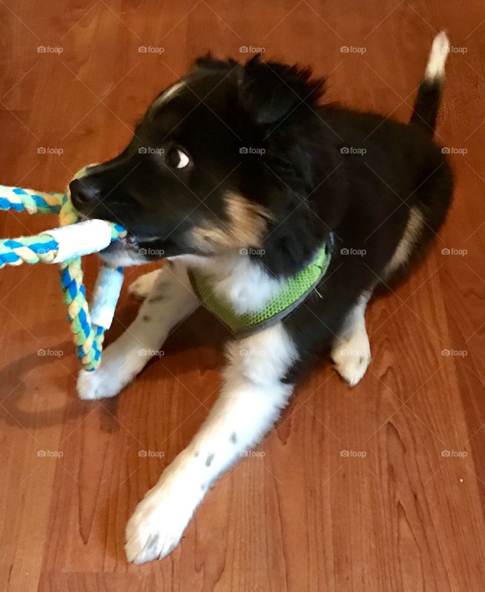 Baby Animal, Puppy, dog, puppy dog, fur, toy, tug of war, pulling, cute, fuzzy, black and white, paws, teeth, ears, eyes, nose, cold nose, wet nose, tail, wood, wooden, floor, rope toy, rope, Blue Heeler