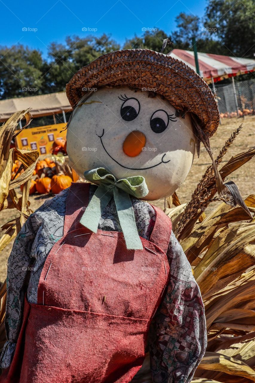 Cute scarecrow watching over the pumpkin patch during the fall season where children will pick their pumpkins to carve 