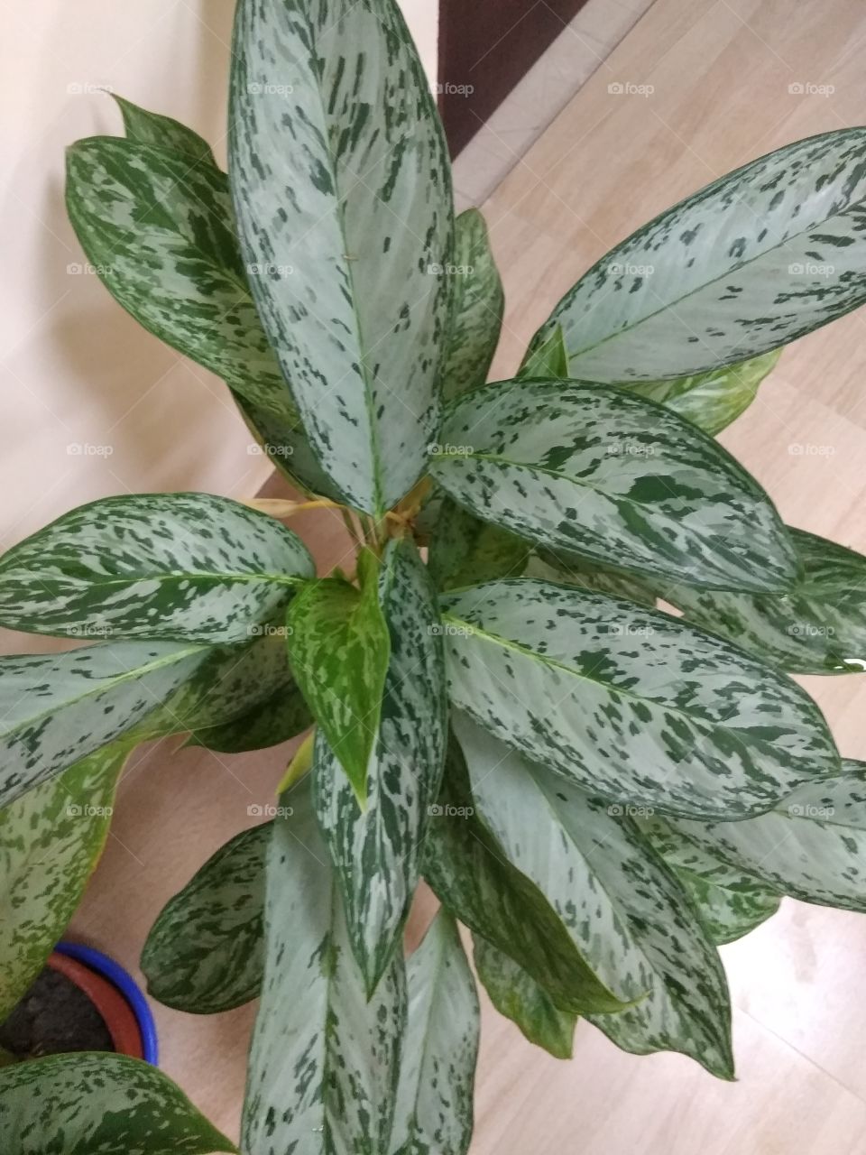 green leaves in nature