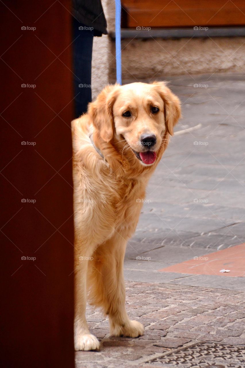 a cute dog smiling and looking