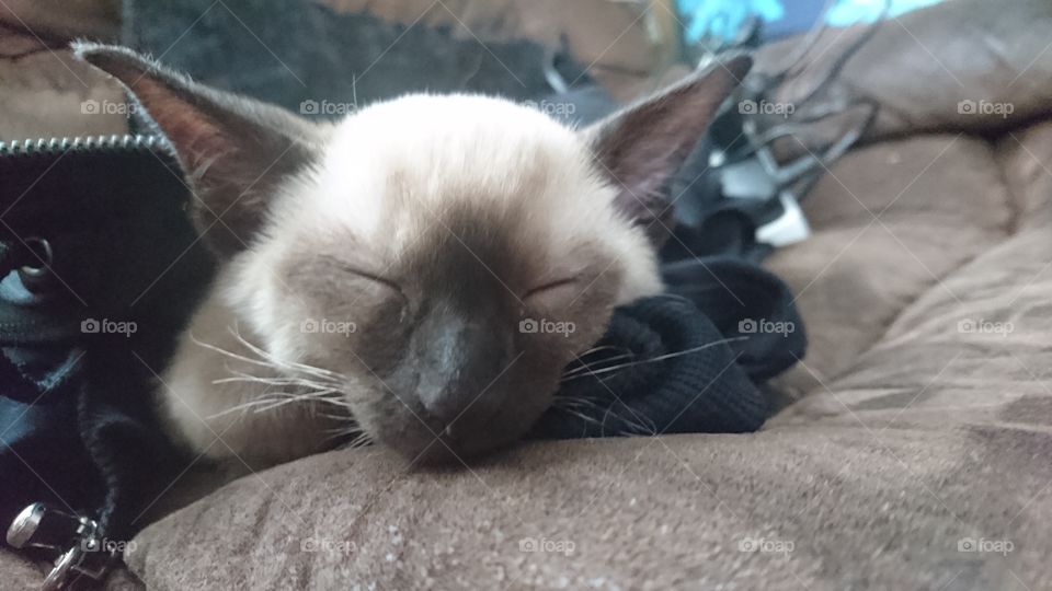 sleeping syamese kitten