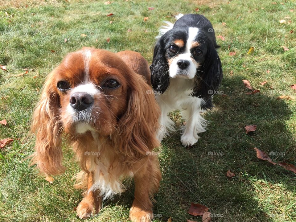 Ruby and Tricolor Cavalier King Charles Spaniels 