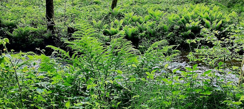 This is the beautiful „Perlbachtal“, the „Pearly Brook Valley“ in the vicinity of the township of „Steinburg“ in „Bavaria“, Germany with its lush green grasses, bushes and trees. 2024. Hypnotic Productions