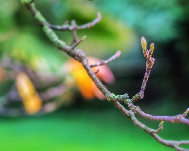 New tree branch